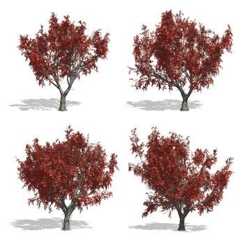 oak fall trees, isolated on white background.