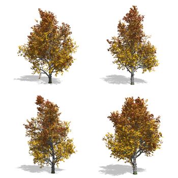 mountain maple fall  trees, isolated on white background.