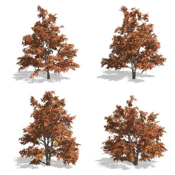 stewartia fall trees, isolated on white background.