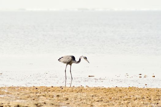 Gray heron in the water on the beach of Bamburi in front of the Indian ocean