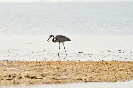 Gray heron holding in her beak a sandworm on the beach of Bamburi in Kenya