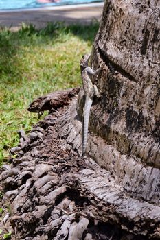 Lizard of all colors on a trunk in a garden of Mombasa in Kenya