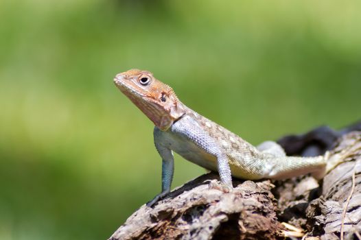 Lizard of all colors on a trunk in a garden of Mombasa in Kenya