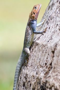 Lizard of all colors on a trunk in a garden of Mombasa in Kenya