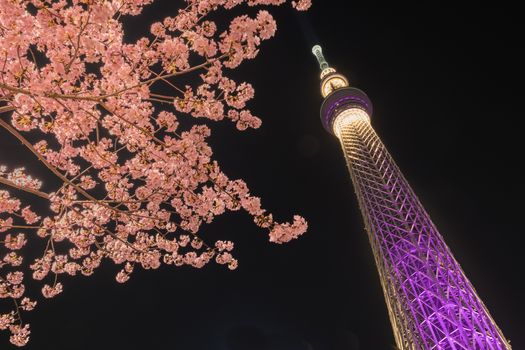 Tokyo sky tree and cherry blossom