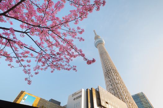 Tokyo sky tree and cherry blossom