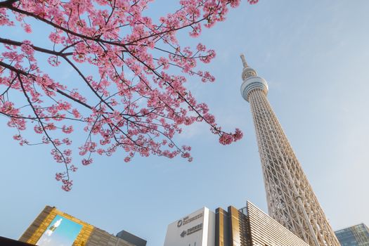 Tokyo sky tree and cherry blossom