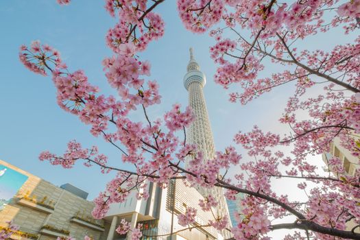 Tokyo sky tree and cherry blossom