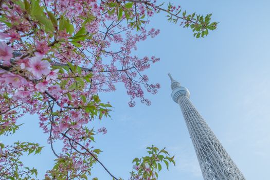 Tokyo sky tree and cherry blossom