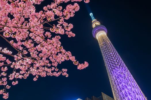 Tokyo sky tree and cherry blossom