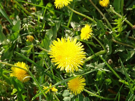 dandelions in the meadow