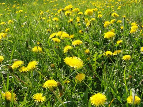 dandelions in the meadow