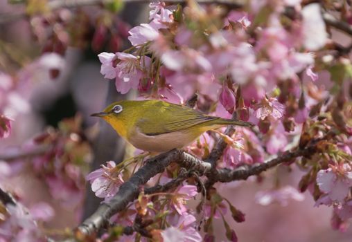 Yellow bird white eye is perching on pink cherry flower