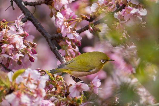 Yellow bird white eye is perching on pink cherry flower