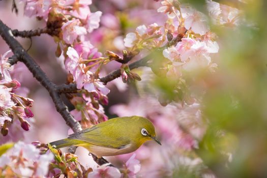 Yellow bird white eye is perching on pink cherry flower