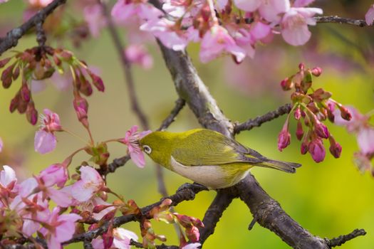 The bird is nectar from cherry flower