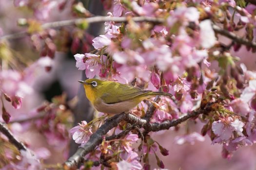 Yellow bird white eye is perching on pink cherry flower