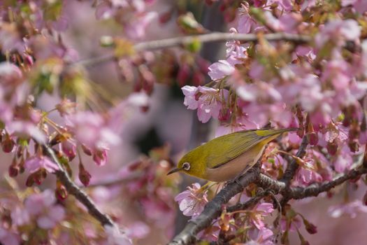 Yellow bird white eye is perching on pink cherry flower