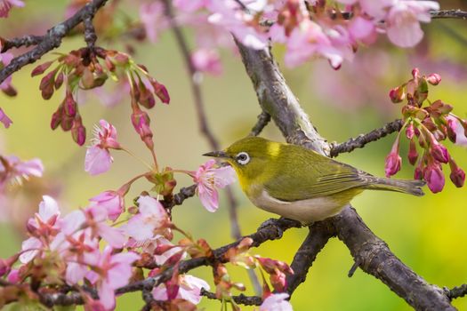 Yellow bird white eye is perching on pink cherry flower