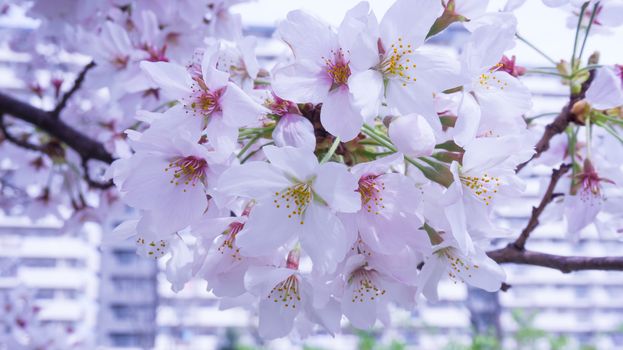 Pink Cherry blossom in japan