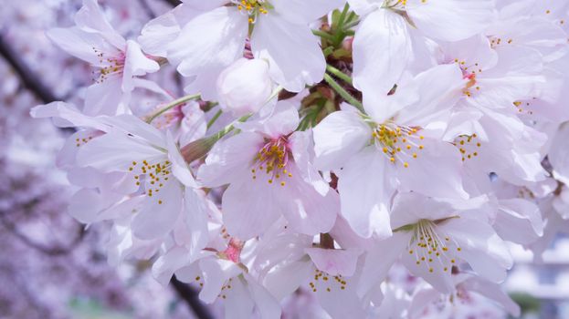 Close up cherry blossom in japan