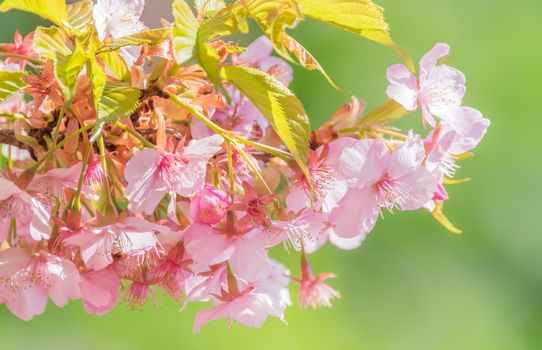 Cherry blossom and green background