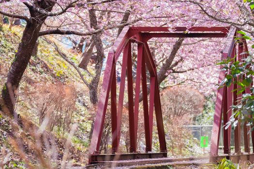 Matsuda Sakura Festival in japan