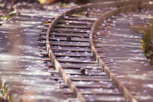 Cherry blossom falling on the tracks