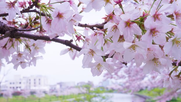 Pink Cherry blossom in japan