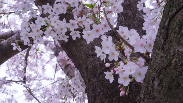 Pink Cherry blossom in japan