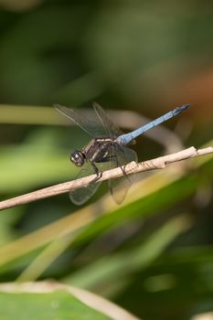 Dragonfly perched on a branch