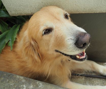 Close Up of Cute Smiling Dog, Golden Retriever Portrait