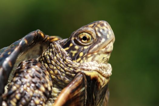 turtle poked his head out of the shell