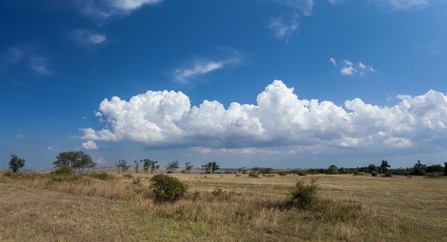Steppe landscape with yellowed grass, trees and clouds on a blue sky