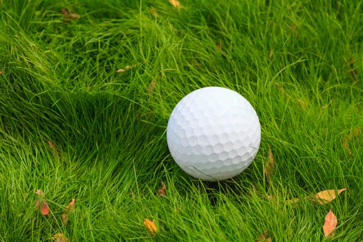 Golf ball in the green grass, close-up