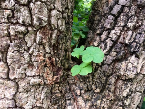 Closeup of Clover on the tree trunk. Natural view of green leaf clover can using as background.