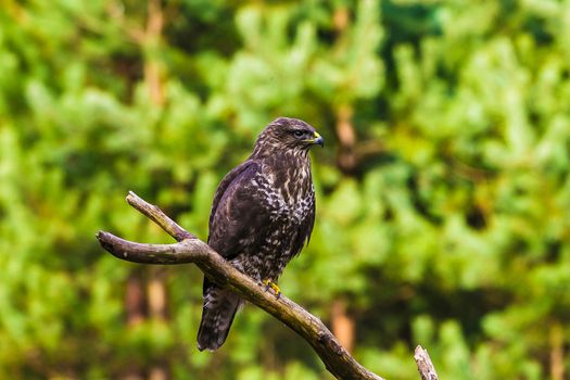 Common buzzard (Buteo buteo), bird of prey, standing in a forest in a spring day