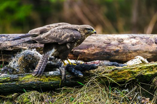 Common buzzard (Buteo buteo), bird of prey, standing in a forest in a spring day