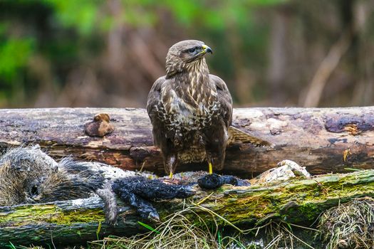 Common buzzard (Buteo buteo), bird of prey, standing in a forest in a spring day