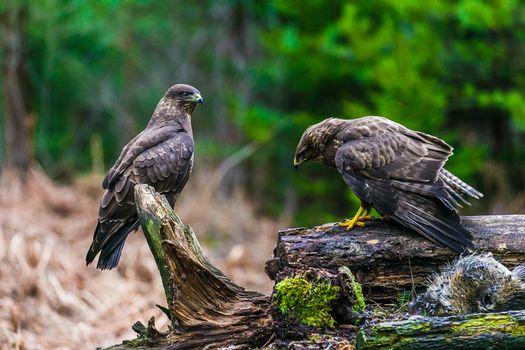 Common buzzard (Buteo buteo), bird of prey, standing in a forest in a spring day