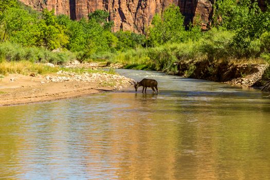 zion National Park is a southwest Utah nature preserve distinguished by Zion Canyon’s steep red cliffs. Zion Canyon Scenic Drive cuts through its main section, leading to forest trails along the Virgin River.