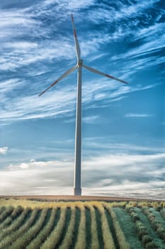 Plants put in a row, in the background of blue white horizon and a wind turbine.