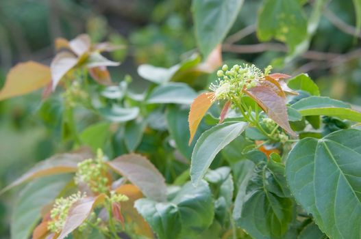 Close up Purging Croton or Croton tiglium Linn with new leaves sprout have green leaves as background.