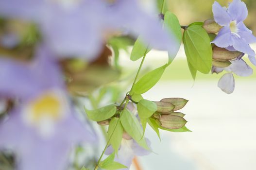 Laurel clock vine, Thunbergia laurifolia or Blue trumpet vine in public garden.