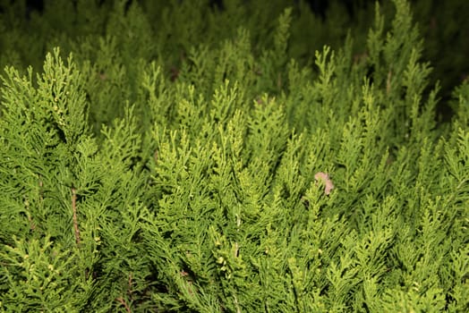 Green thuja tree branches close up details as background image. Green Hedge of Thuja Trees (cypress, juniper). Bush, thuja. Thuja green natural background. Hedge of thuja trees, close up. Thuja texture. Green Hedge of Thuja Trees. 