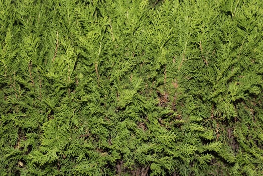 Green thuja tree branches close up details as background image. Green Hedge of Thuja Trees (cypress, juniper). Bush, thuja. Thuja green natural background. Hedge of thuja trees, close up. Thuja texture. Green Hedge of Thuja Trees. 