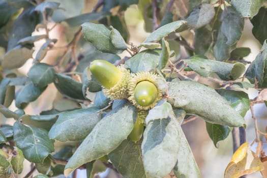 Oak branch with green leaves and acorns