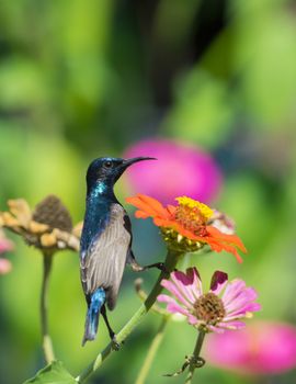 Image of a bird (purple sunbird) perched on flowers. Wild Animals.