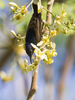 Image of a bird (purple sunbird). Wild Animals.