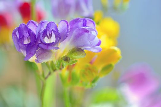 Bouquet of freesias flowers in vase